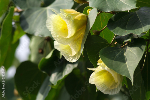 Portia Tree with yellow blossom flower photo