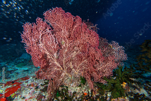 big gorgonia diving indonesia