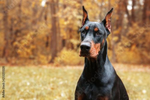 Tablou canvas Doberman Pinscher on the background of autumn trees