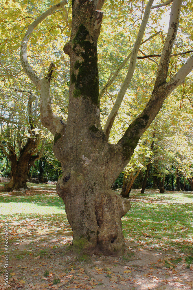 Obraz premium Agios Nikolaos Park Naousa Greece Europe