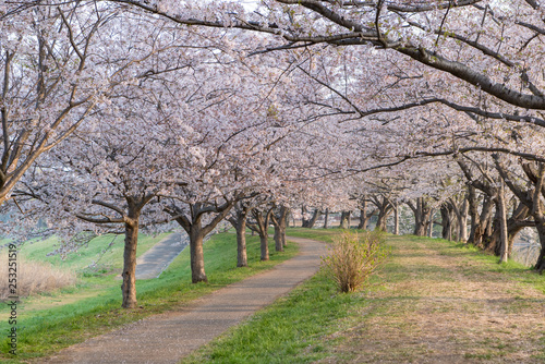  タイトル 早朝の桜並木の道 © Hassyoudo