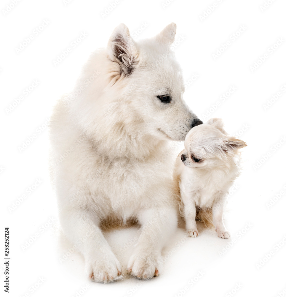 Samoyed dog and chihuahua