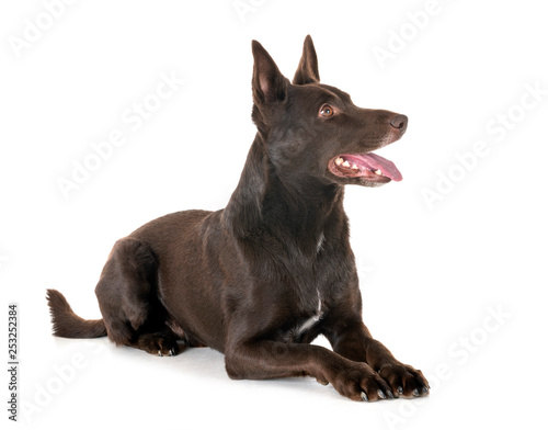 Australian Kelpie in studio