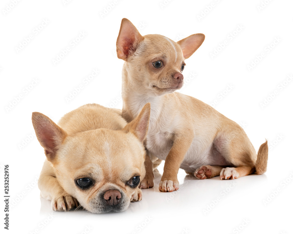 Obraz premium chihuahuas in studio