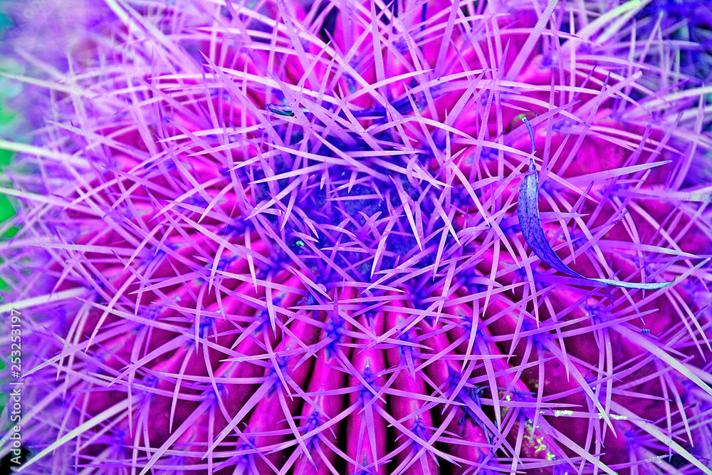 core of the cactus of Glochodia is a top view in coral tones. core of the cactus of Glochodia is a top view in coral tones.
