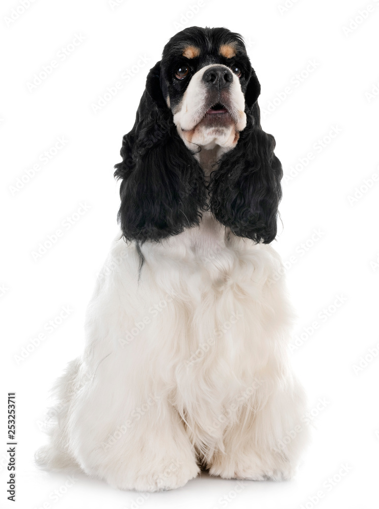 american cocker spaniel american cocker spaniel