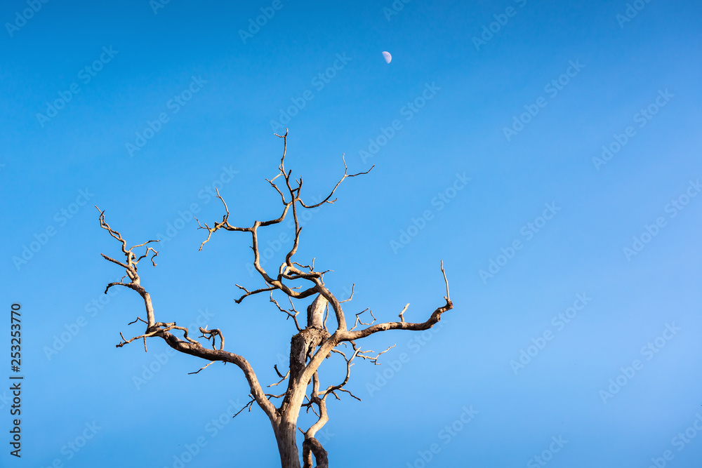 Landscape of Dead Tree at Daylight With The Moon, Abstract Background of The Nature. Landscape of Dead Tree at Daylight With The Moon, Abstract Background of The Nature.