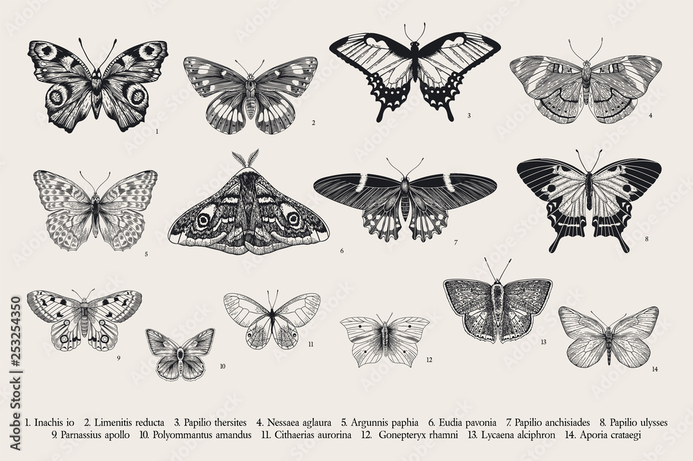 Obraz Set butterflies. Vector vintage classic illustration. Black and white