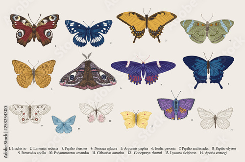 Set butterflies. Vector vintage classic illustration. Colorful