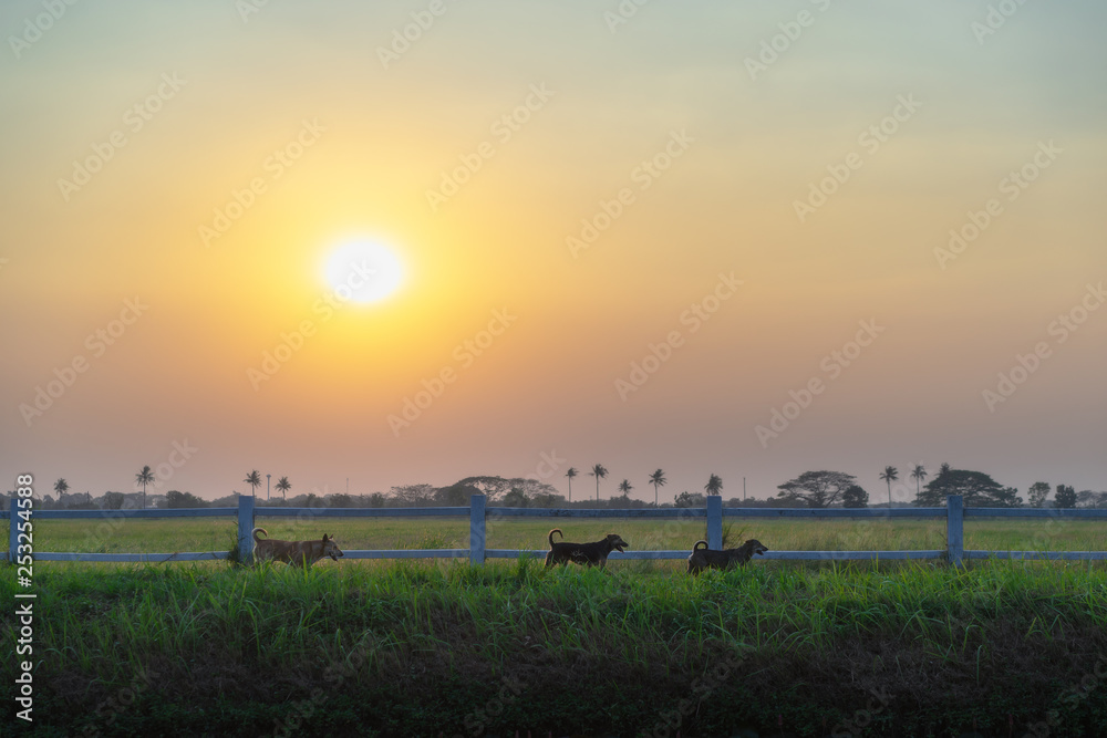 Landscape photography. Three dogs are playing in lawn in the evening.