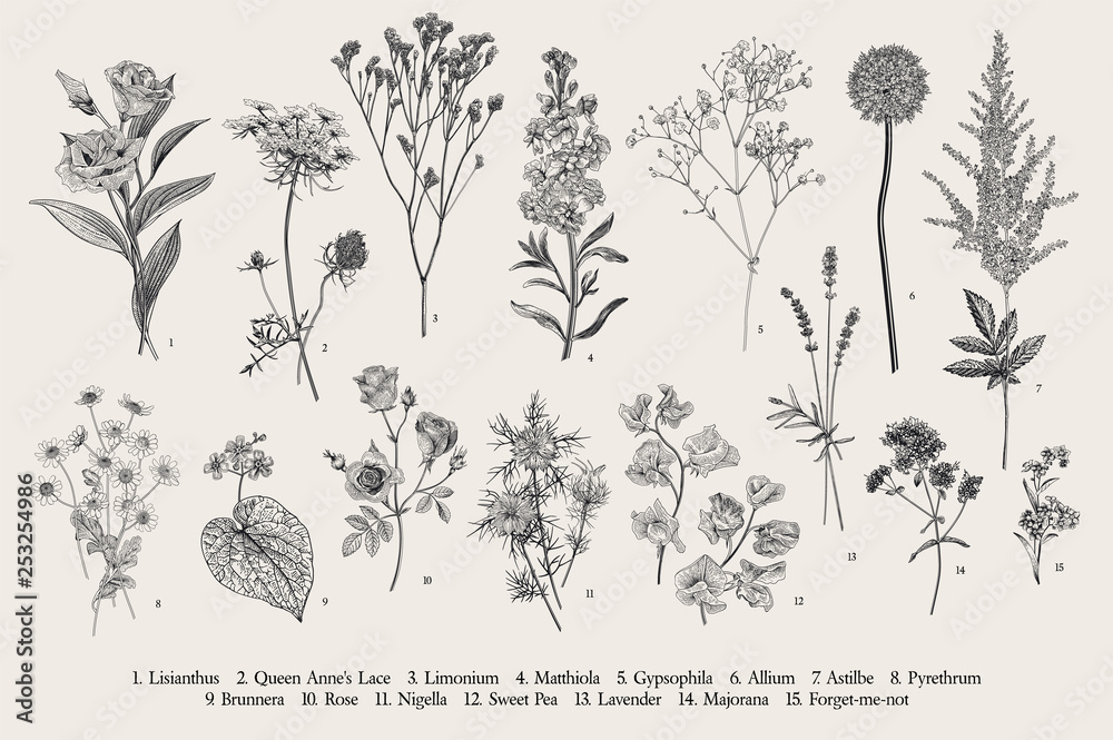 Obraz Ustaw letnie kwiaty. Klasyczna ilustracja botaniczna. Kwiaty dzikie i ogrodowe. Czarny i biały