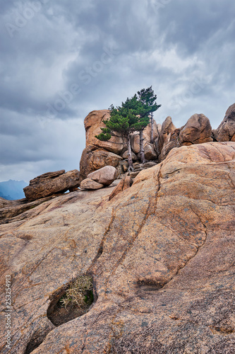 Rock with pine trees in Seoraksan National Park, South Korea
