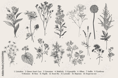 Fototapeta Naklejka Na Ścianę i Meble -  Set summer flowers. Classical botanical illustration. Wild and garden flowers. Black and white