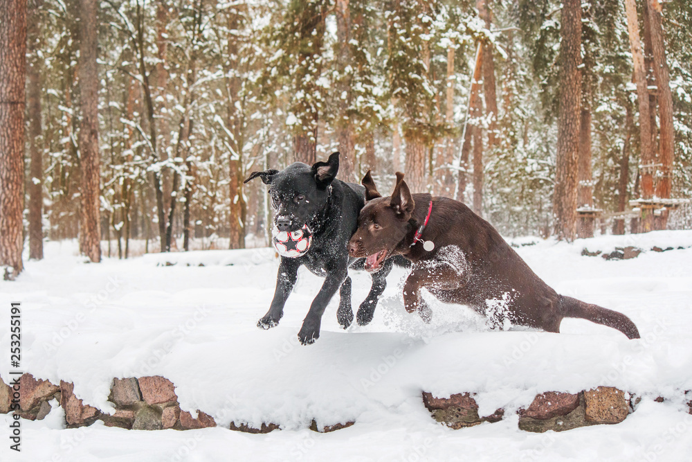 Two labrador retriever dogs  in winter