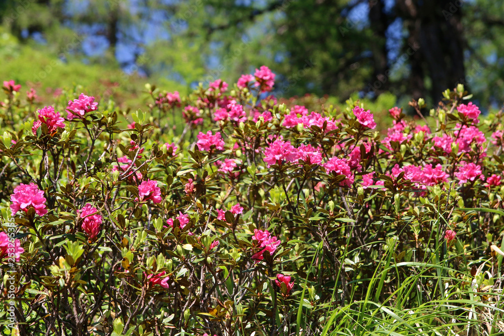 Rostblättrige Alpenrose (Rhododendron ferrugineum) Blüten