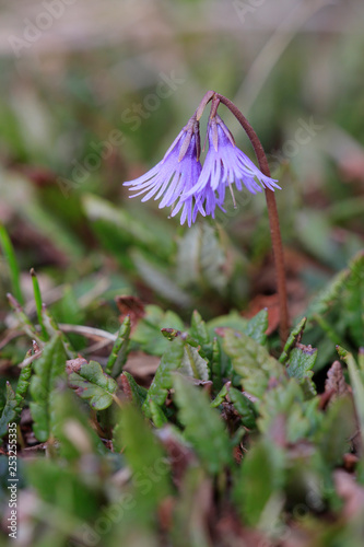 Alpenglöckchen (Soldanella) oder Soldanellen, Blüten photo