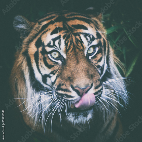 Tygrys