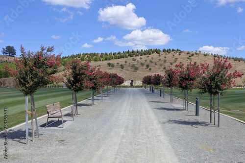 Pathway with flower trees at the National Arboretum Canberra Australia photo