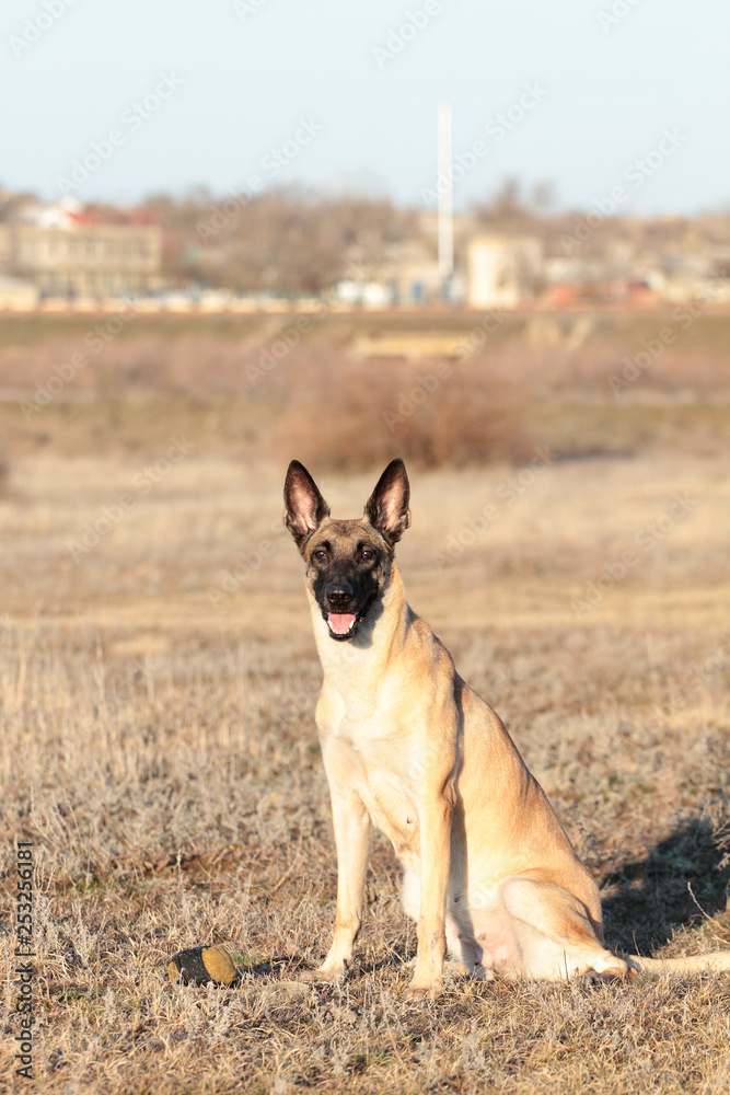 Dog with a ball of breed Belgian Shepherd Malinois in the spring grass Dog with a ball of breed Belgian Shepherd Malinois in the spring grass