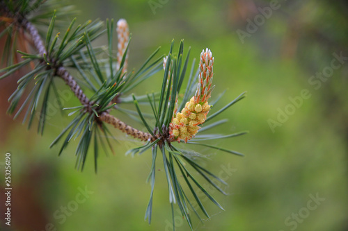 Zwergkiefer (Pinus pumila) mit Samen