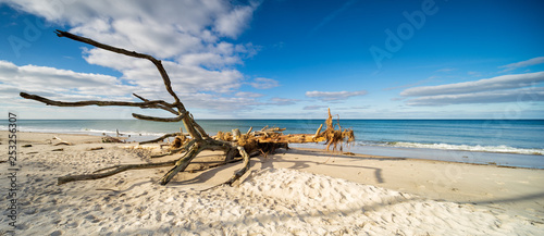 Fototapeta Naklejka Na Ścianę i Meble -  Entwurzelter Baum am Strand der Ostsee, Darss, Deutschland