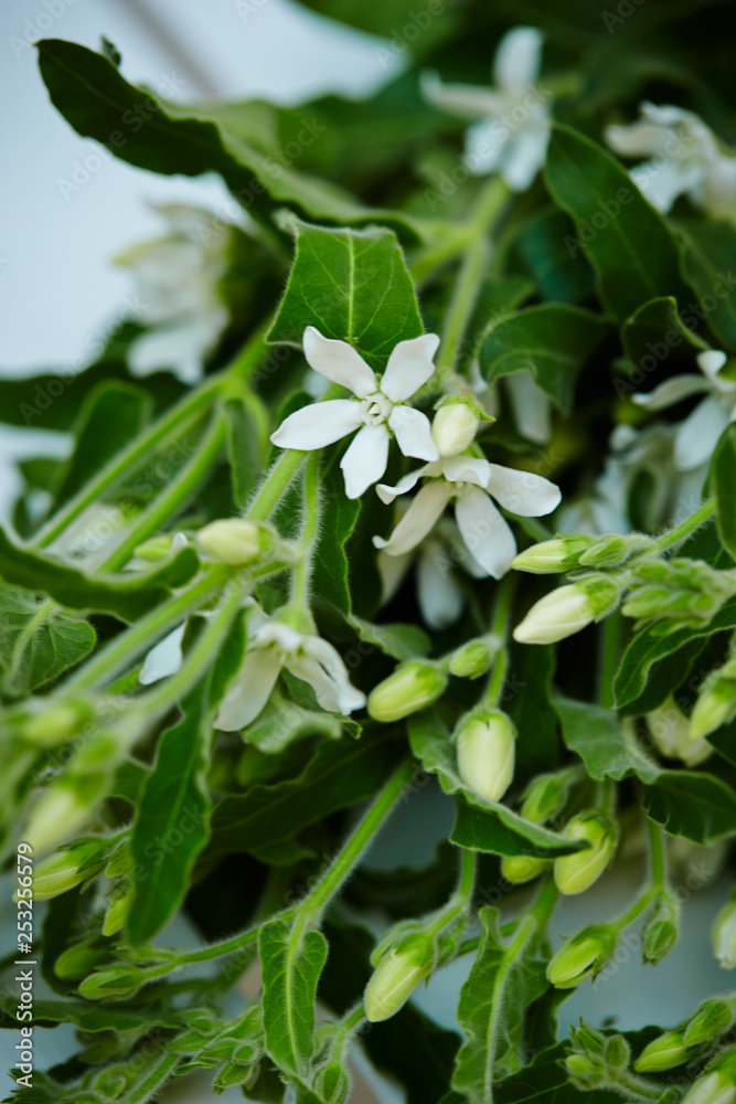 Naklejka premium flowers