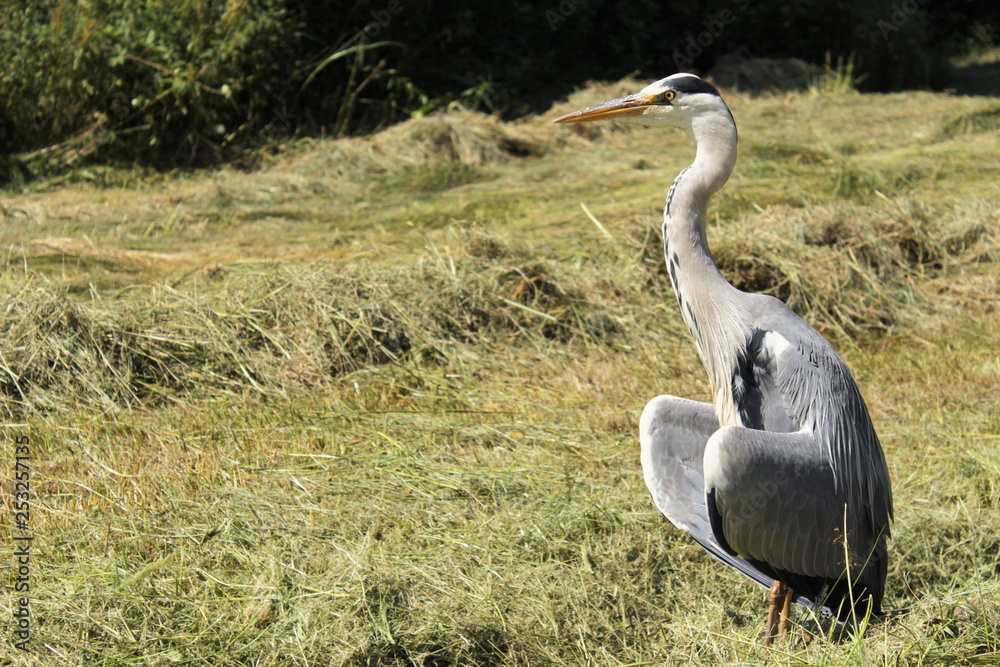 Fototapeta premium Grey heron warming up in the sun in a natural meadow