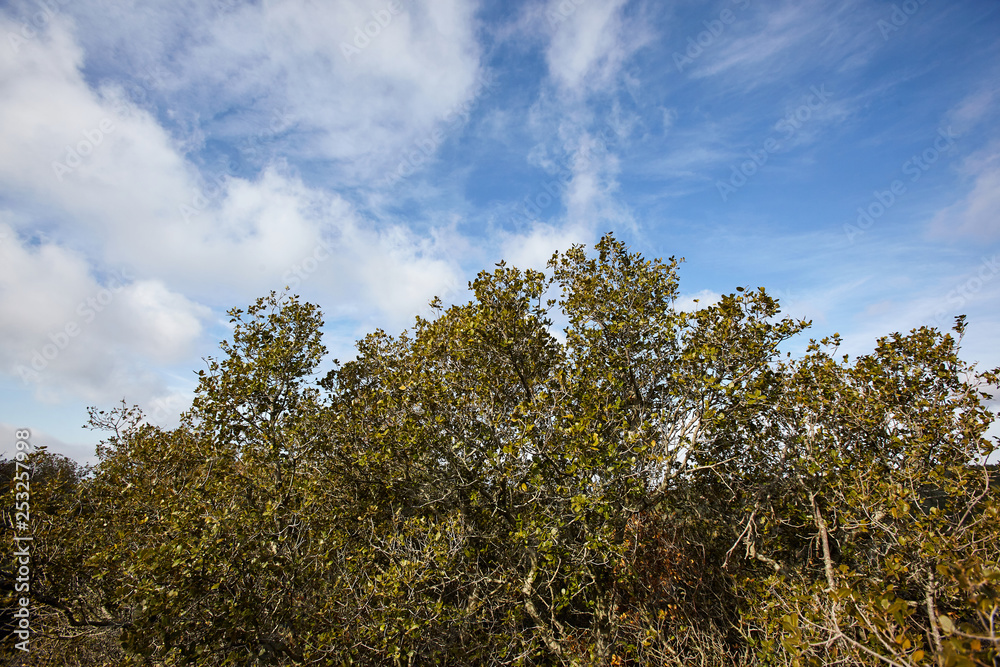 landscape of bushes and blue sky in a forest.