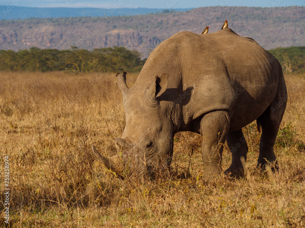 Rhino in Masai Mara park, Kenya Rhino in Masai Mara park, Kenya