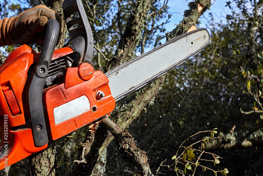 Man cutting trees using an electrical chainsaw in the forest.
