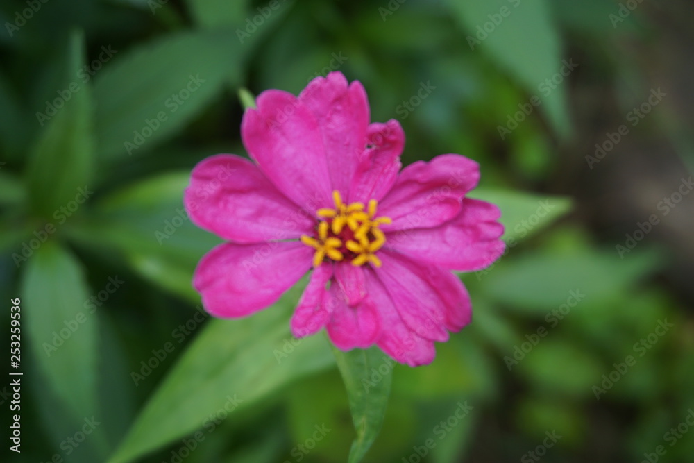 pink flowers in a green garden