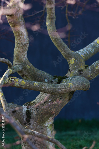 branch
