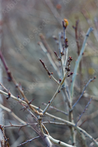 branch