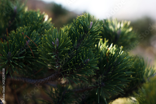 branch