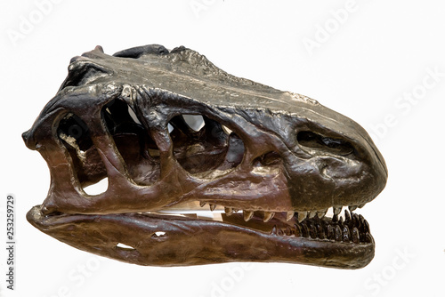 Big dinosaur skull