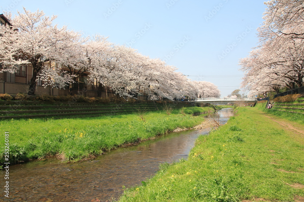 野川の桜 東京都調布市 Stock Photo Adobe Stock 野川の桜 東京都調布市 Stock Photo Adobe Stock