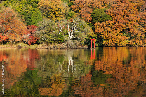 autumn colour of leaves © Nobuyuki Kobayashi