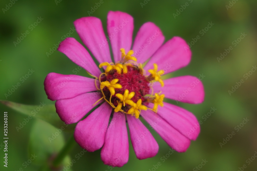 charming pink flowers