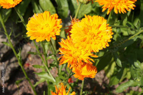 Calendula officinalis or pot marigold or ruddles orange flowers in garden © skymoon13