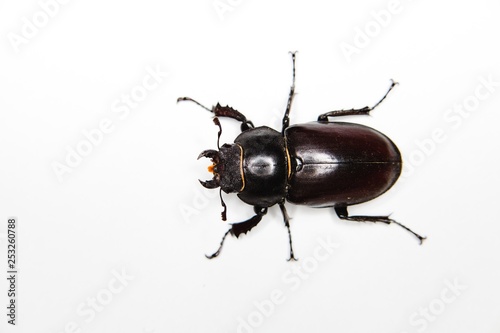 Insect on white background - Six legs. © Marek