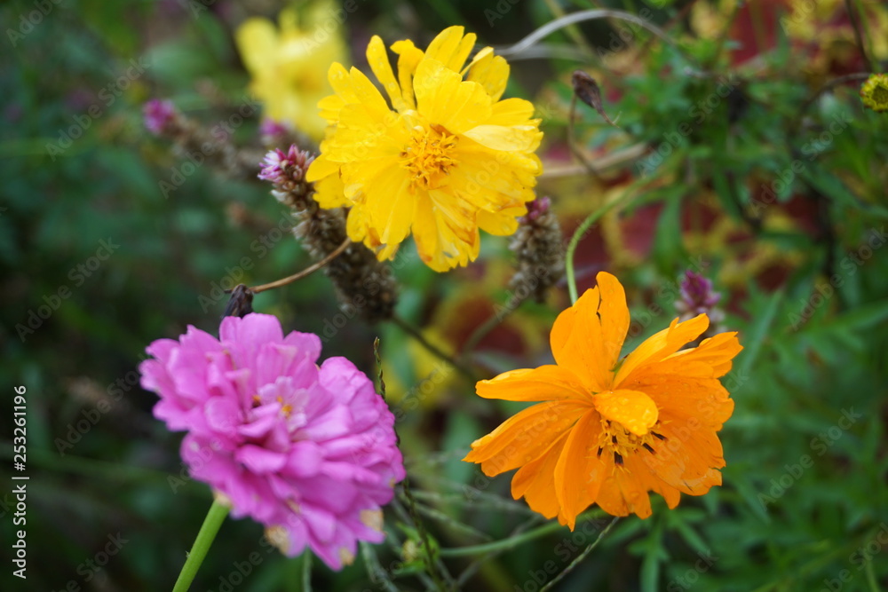 purple flower, orange flower and yellow flower in the green bush purple flower, orange flower and yellow flower in the green bush