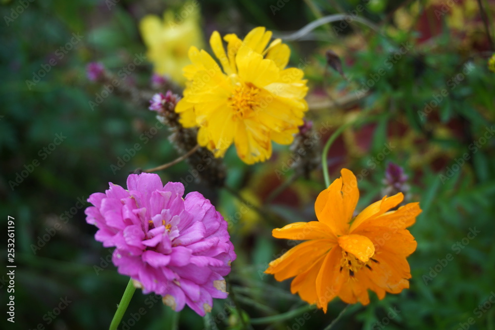 purple flower, orange flower and yellow flower in the green bush purple flower, orange flower and yellow flower in the green bush