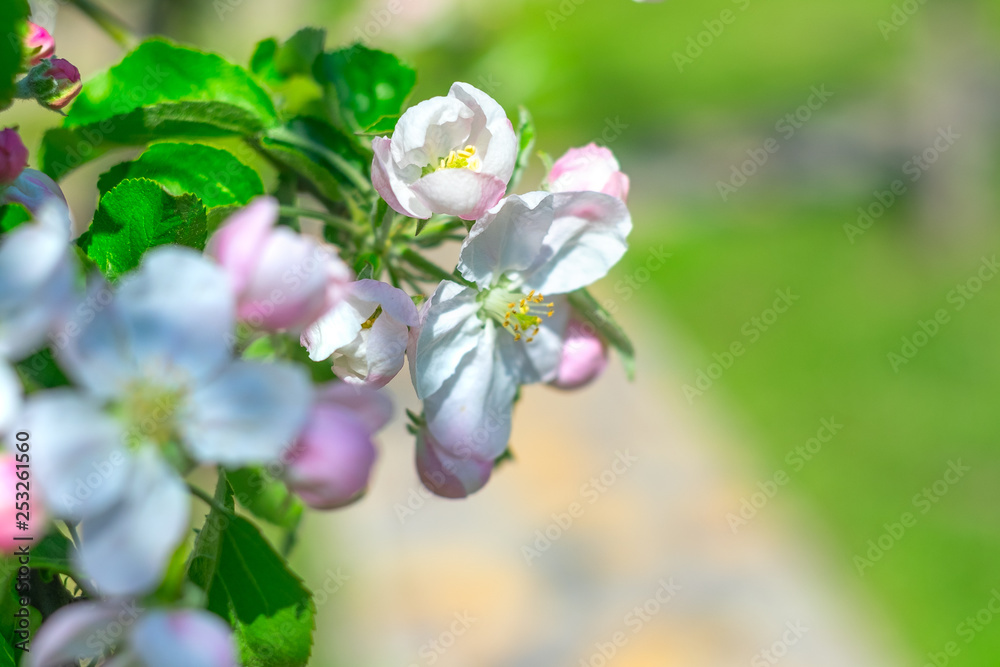 Beautiful twig of blossoming apple-tree, white-pink petals and green leaves, spring flowers.