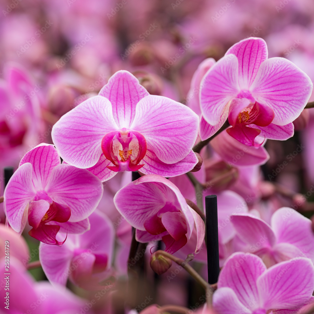 closeup of pink orchids in dutch greenhouse closeup of pink orchids in dutch greenhouse