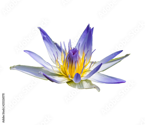 Booming Lotus Flower or water lily isolated on white background