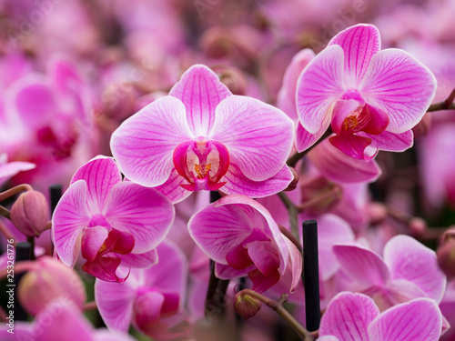 closeup of pink orchids in dutch greenhouse