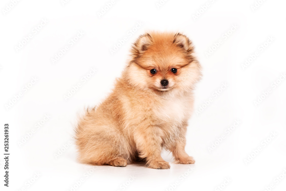 Pomeranian puppy isolated on white background