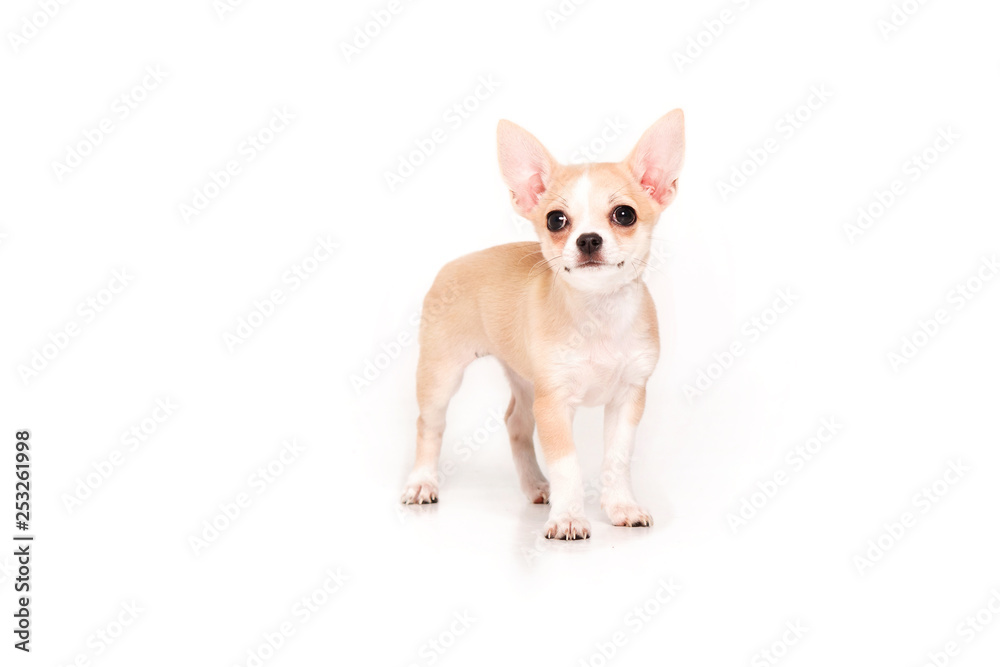 Chihuahua puppy isolated on white background