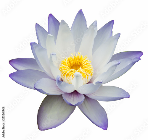 Fototapeta Naklejka Na Ścianę i Meble -  Booming Lotus Flower or  water lily isolated on white background