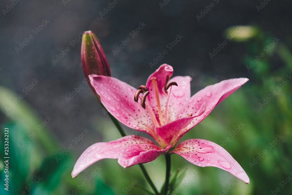 Fototapeta premium Beautiful flowering pink lily in macro. Amazing picturesque wet blooming flower close-up. Raindrops on colorful plant. Wonderful european perfume flower with dew drops. Droplets on pink petals.